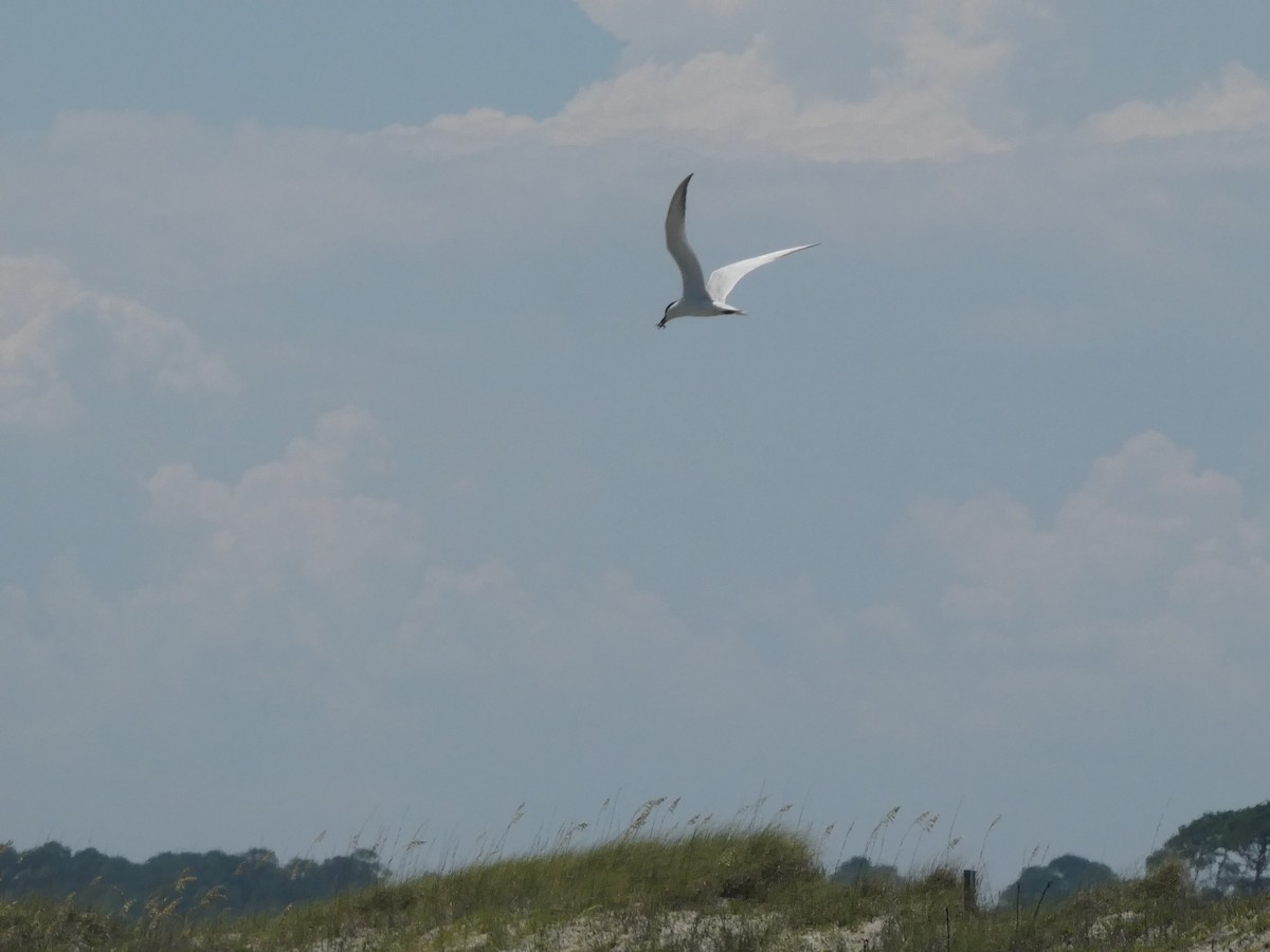Gull-billed Tern - ML638248244