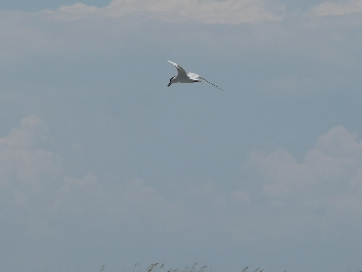 Gull-billed Tern - ML638248245