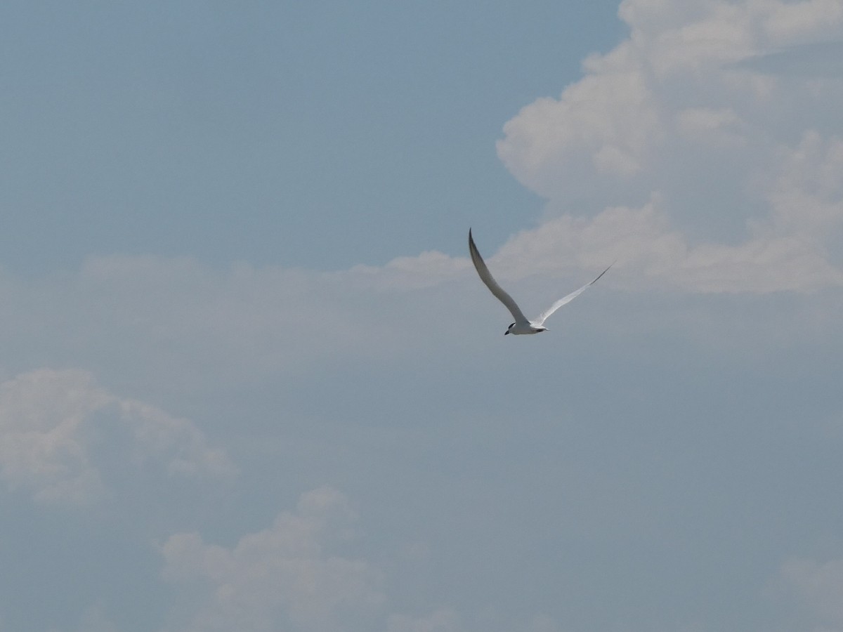 Gull-billed Tern - ML638248246