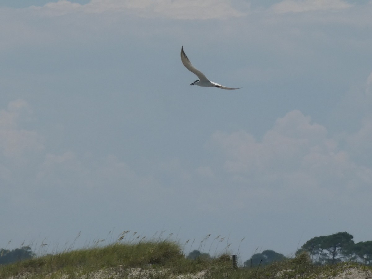 Gull-billed Tern - ML638248247