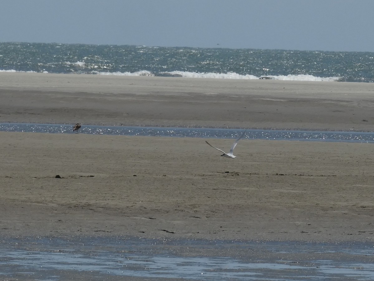 Gull-billed Tern - ML638248248