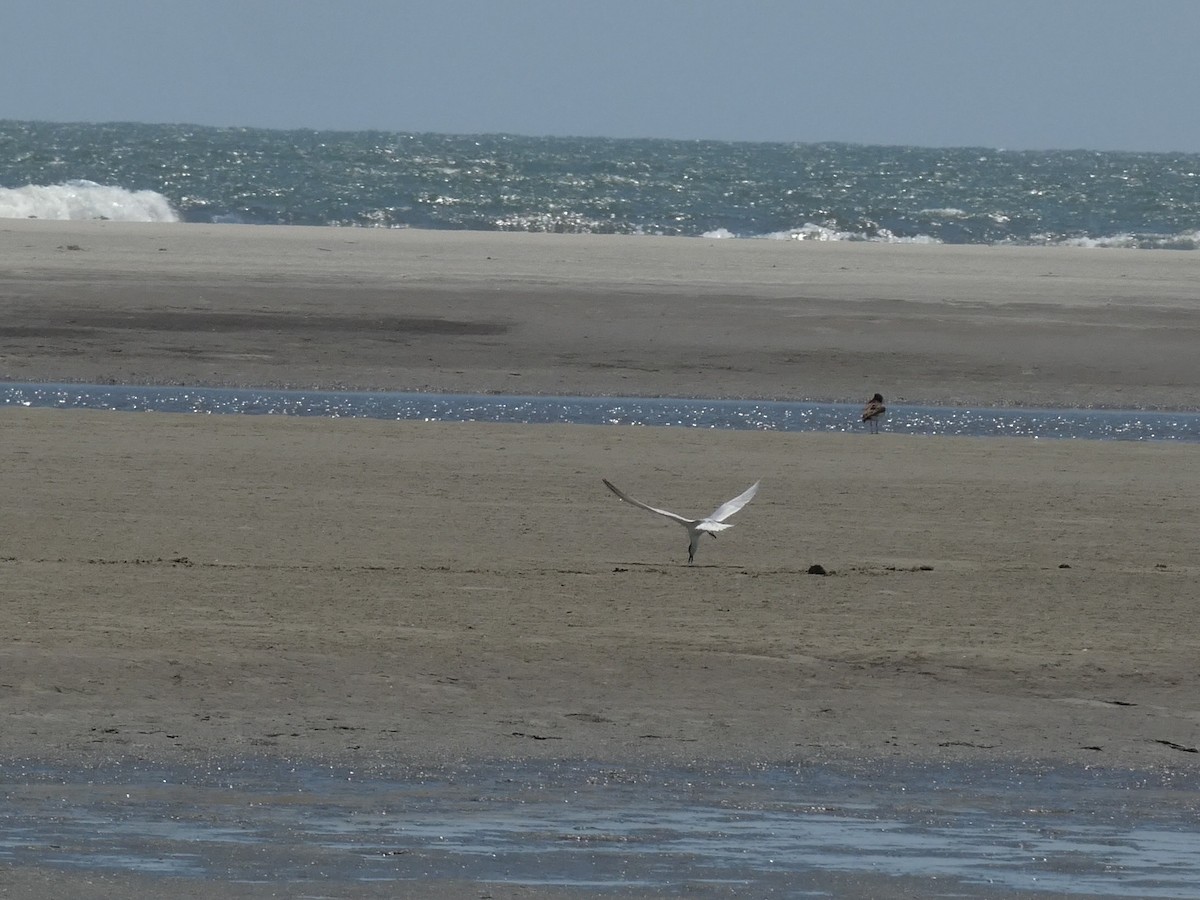 Gull-billed Tern - ML638248249