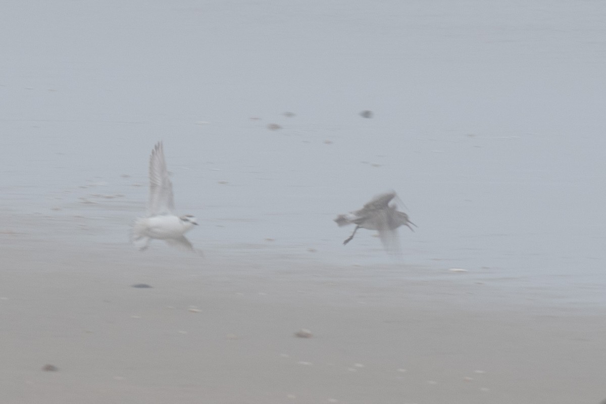 White-rumped Sandpiper - ML638248257