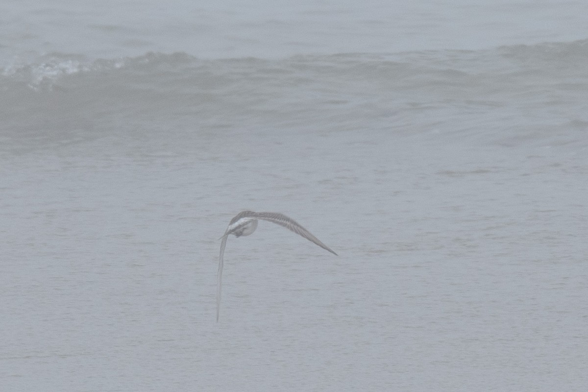 White-rumped Sandpiper - ML638248258