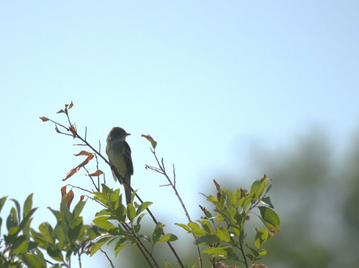 Alder Flycatcher - ML638248271