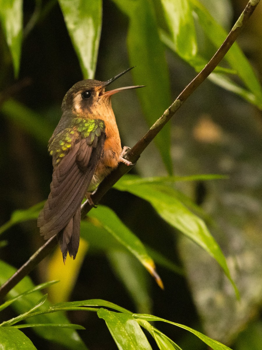 Speckled Hummingbird - ML638248284