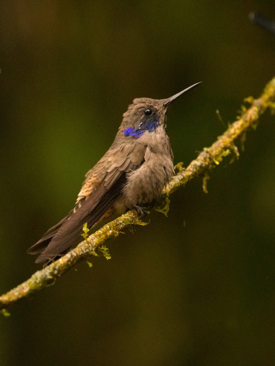 Brown Violetear - ML638248294