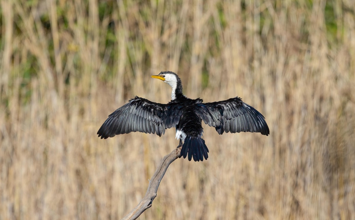 Little Pied Cormorant - ML638248317