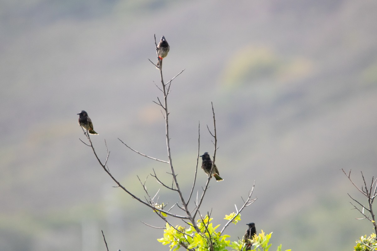 Red-vented Bulbul - ML638248337