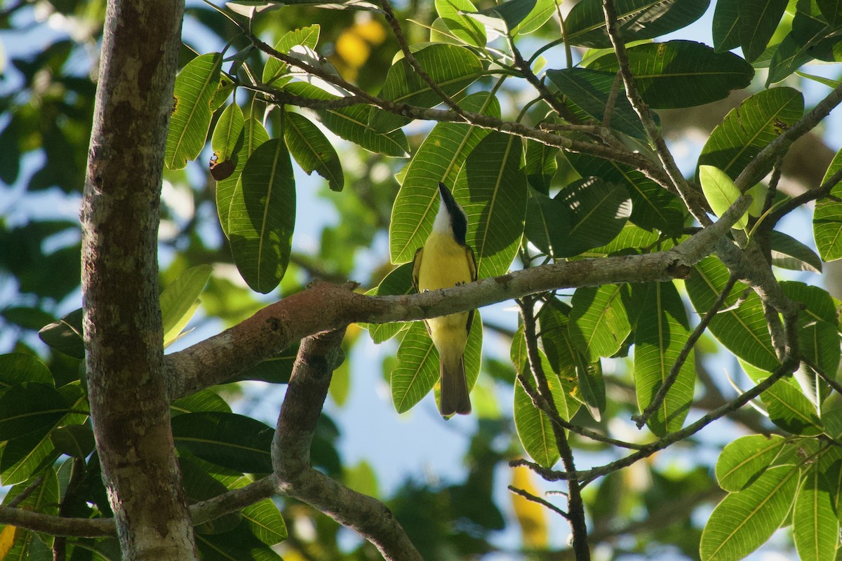 Boat-billed Flycatcher - ML638248341