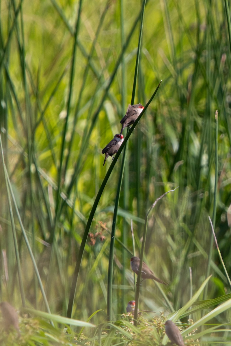 Common Waxbill - ML638248342