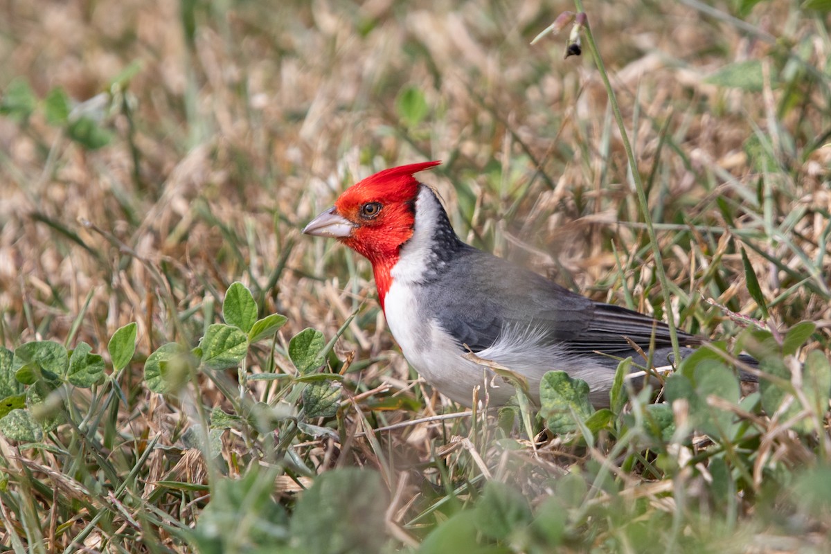 Red-crested Cardinal - ML638248367