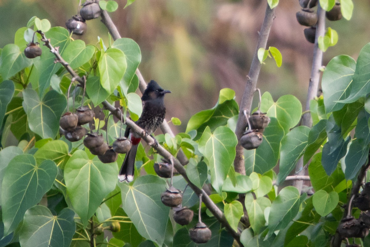 Red-vented Bulbul - ML638248369