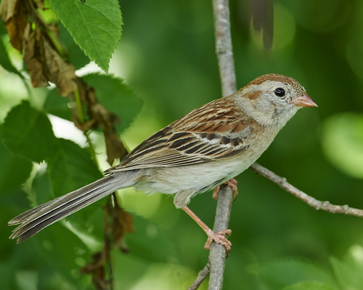 Field Sparrow - ML638248370