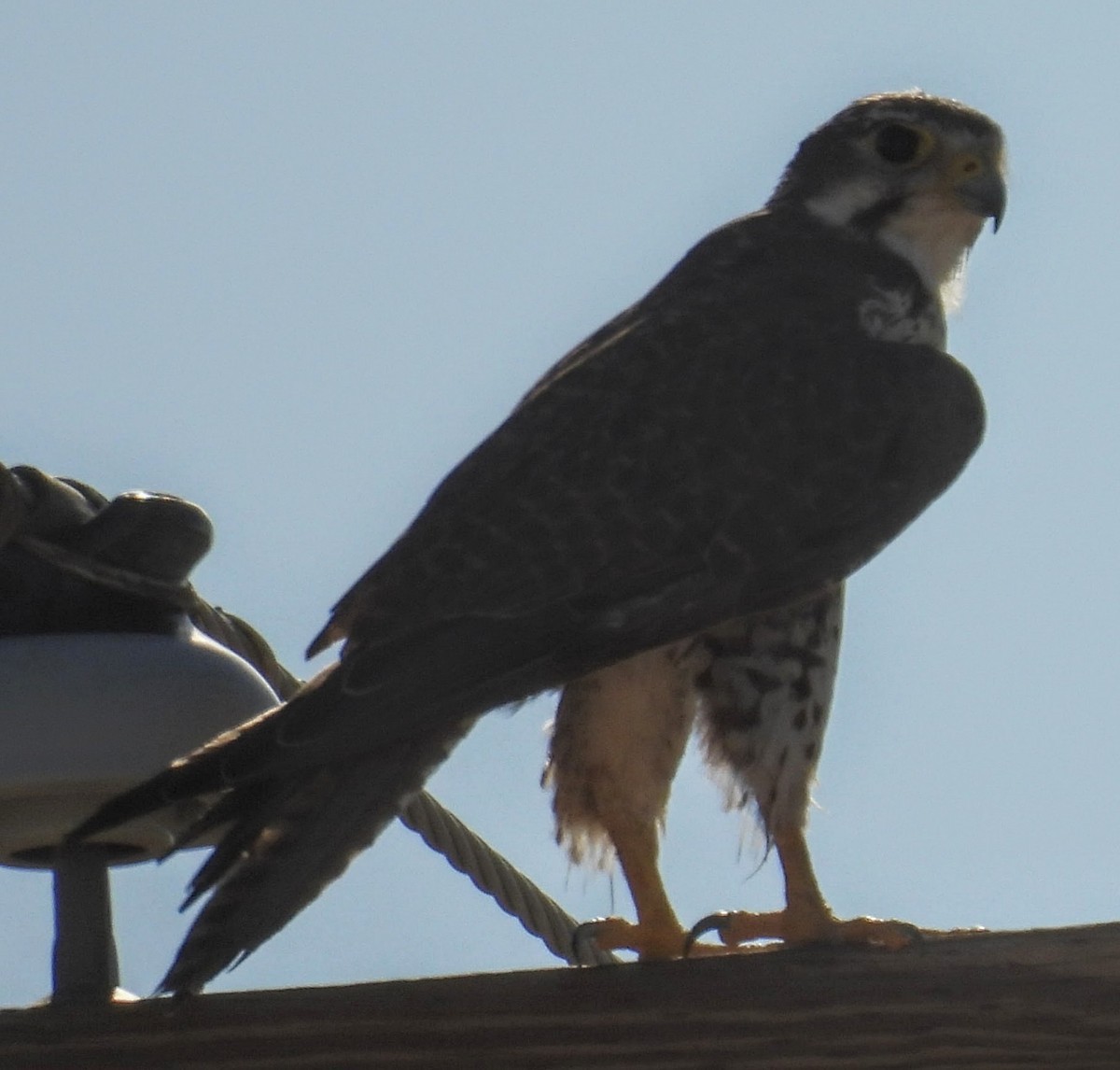 Prairie Falcon - ML638248371