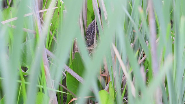 Red-winged Blackbird - ML638248373