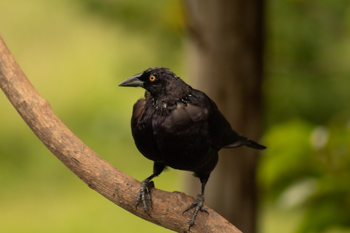 Giant Cowbird - ML638248412