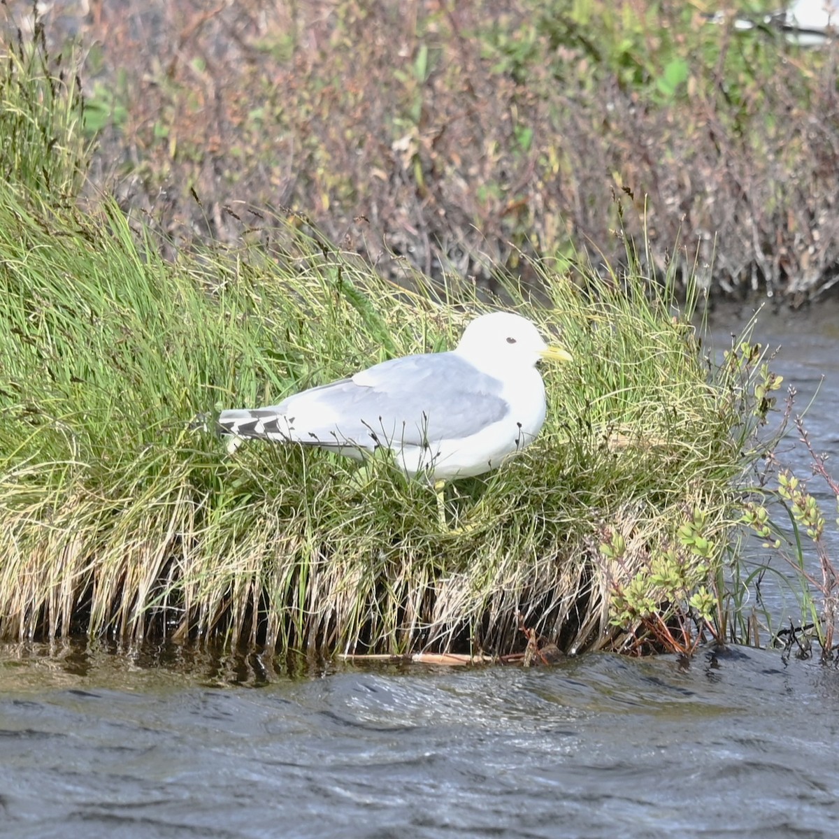 Short-billed Gull - ML638248418