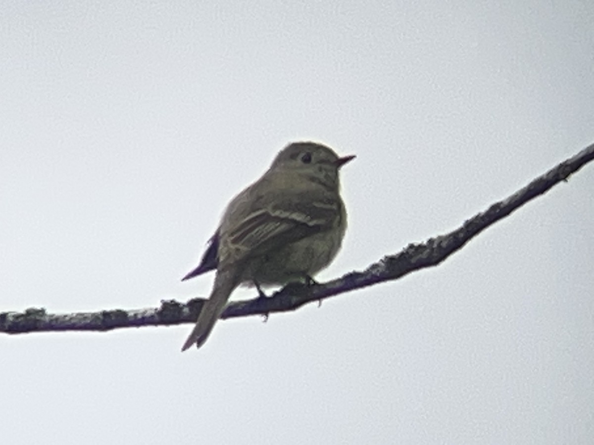Hammond's Flycatcher - ML638248430