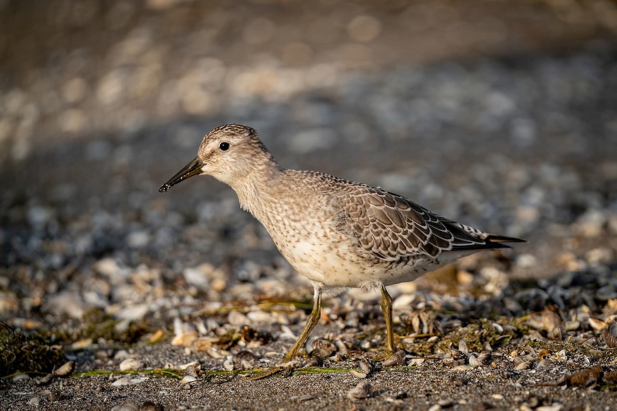 Red Knot - ML638248440