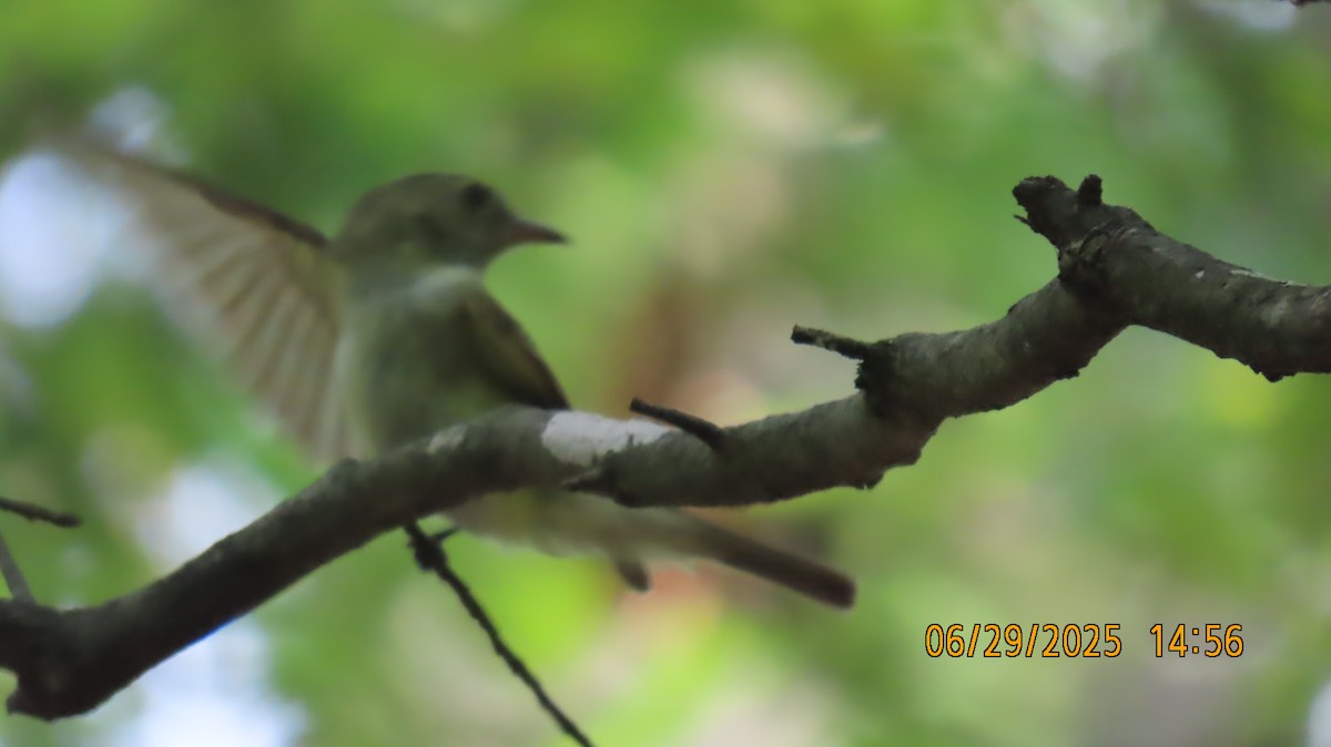 Acadian Flycatcher - ML638248449