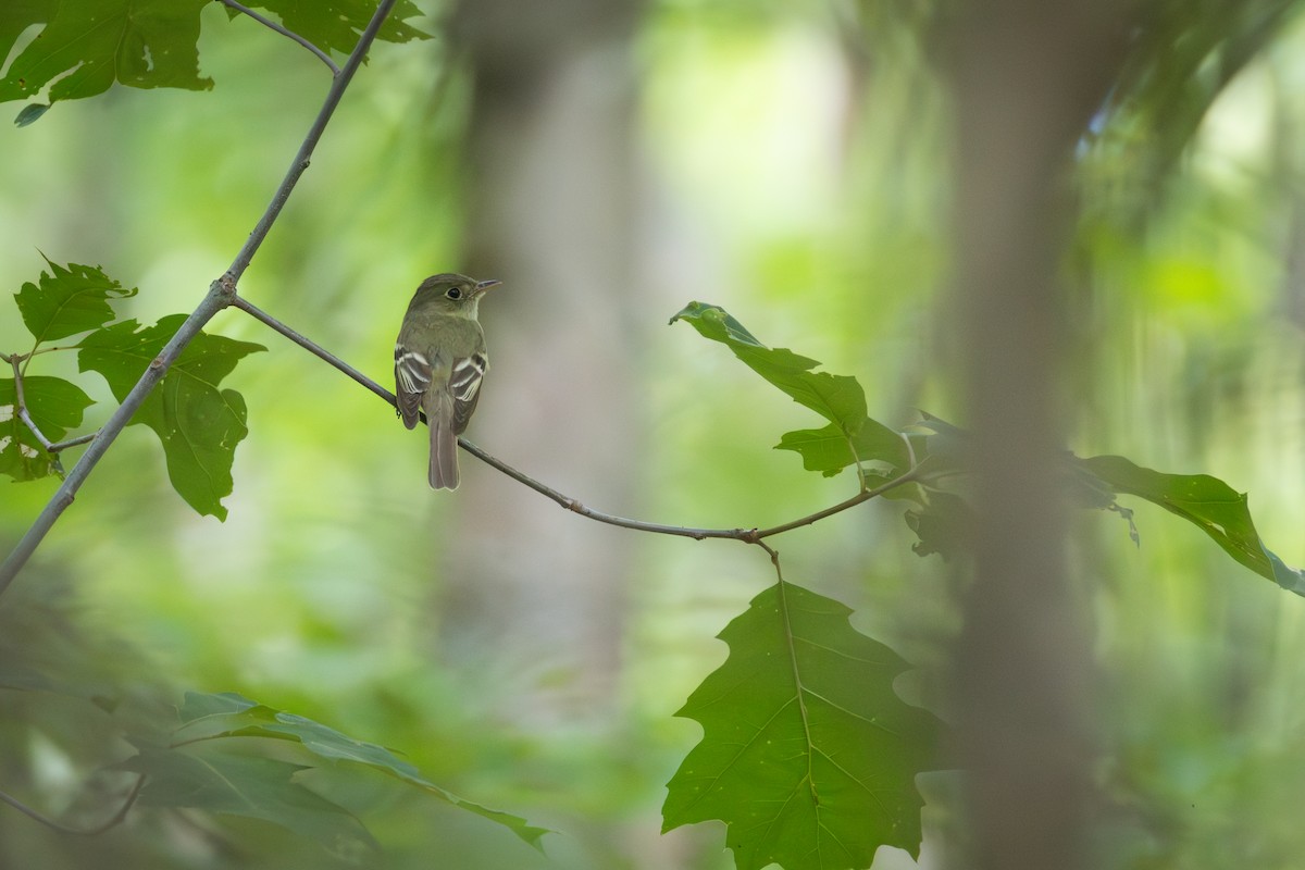 Acadian Flycatcher - ML638248471