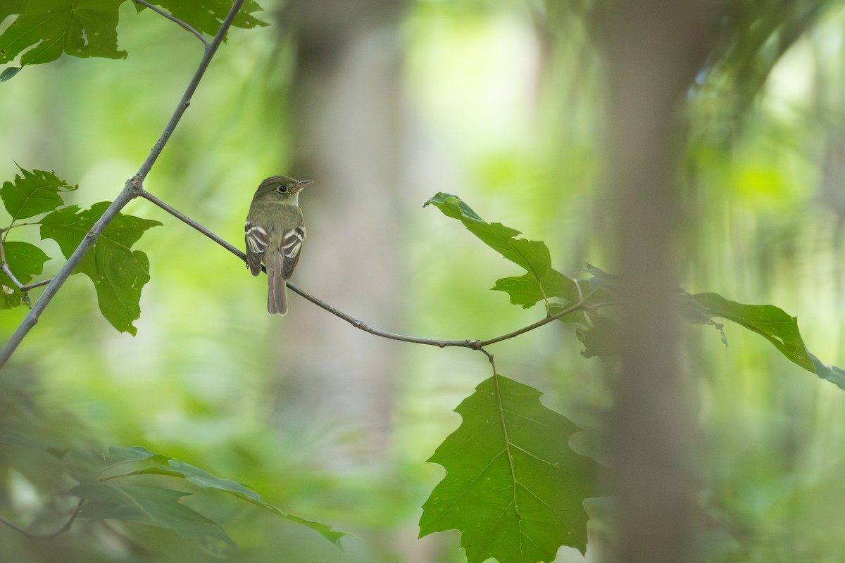 Acadian Flycatcher - ML638248472