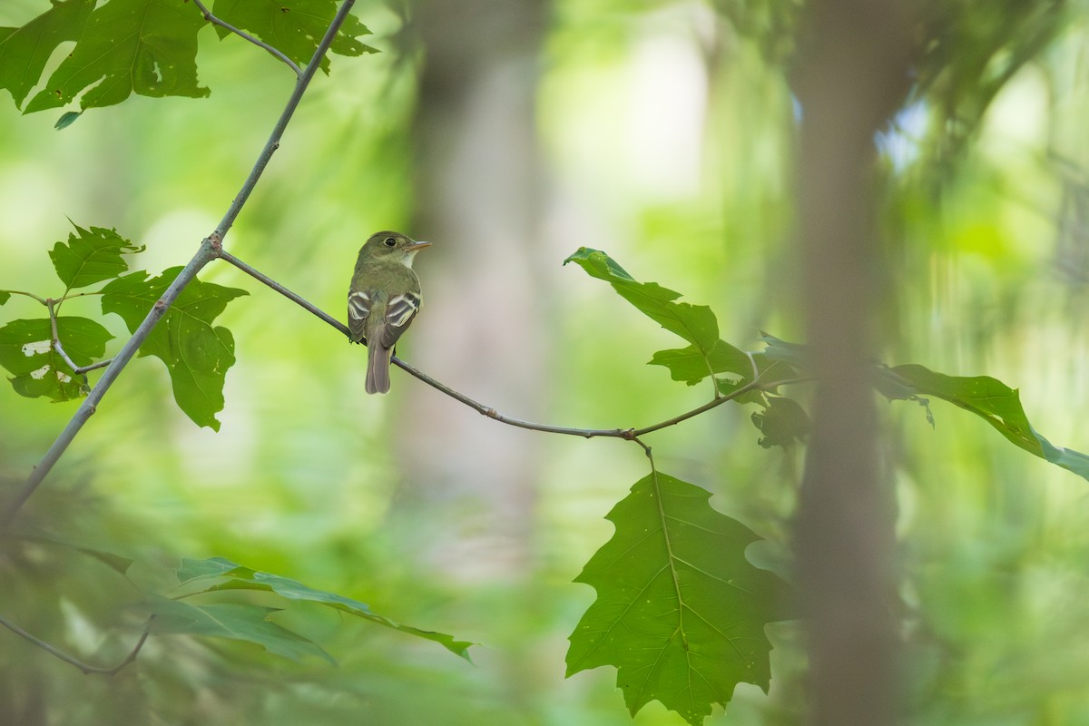 Acadian Flycatcher - ML638248473