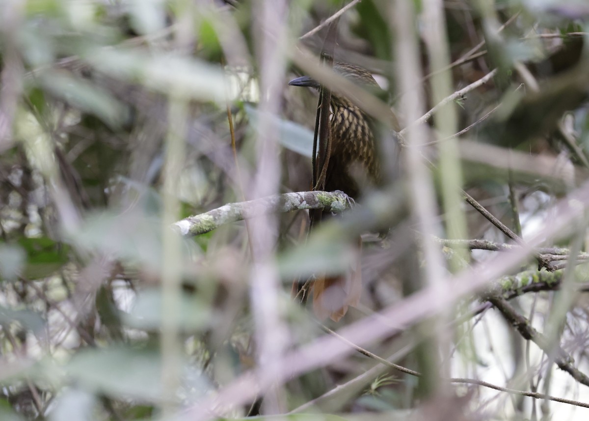 Rufous-backed Treehunter - ML638248528