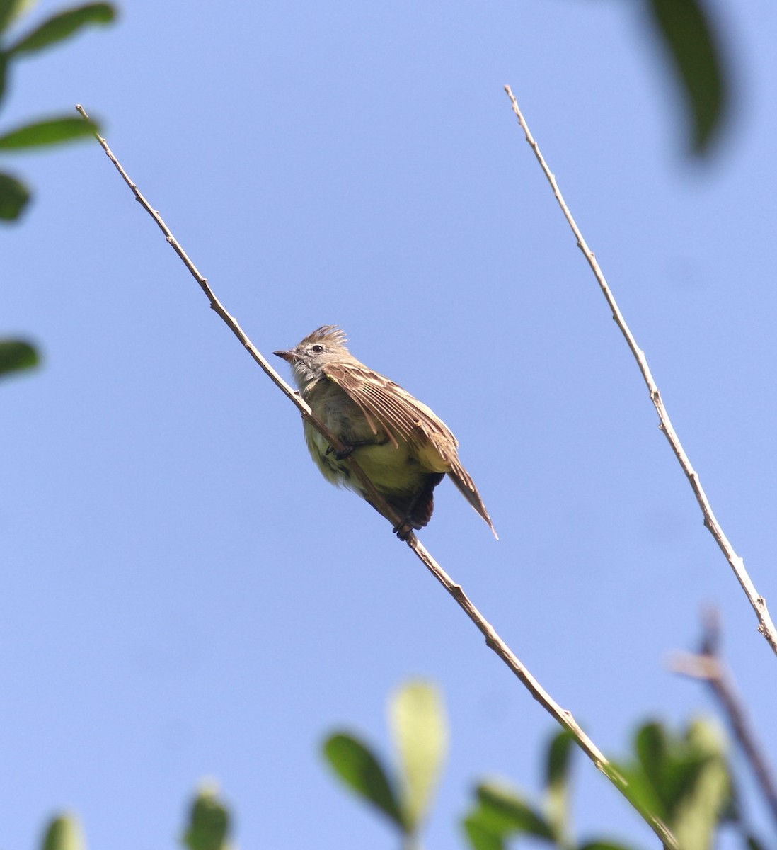 Yellow-bellied Elaenia - ML638248537
