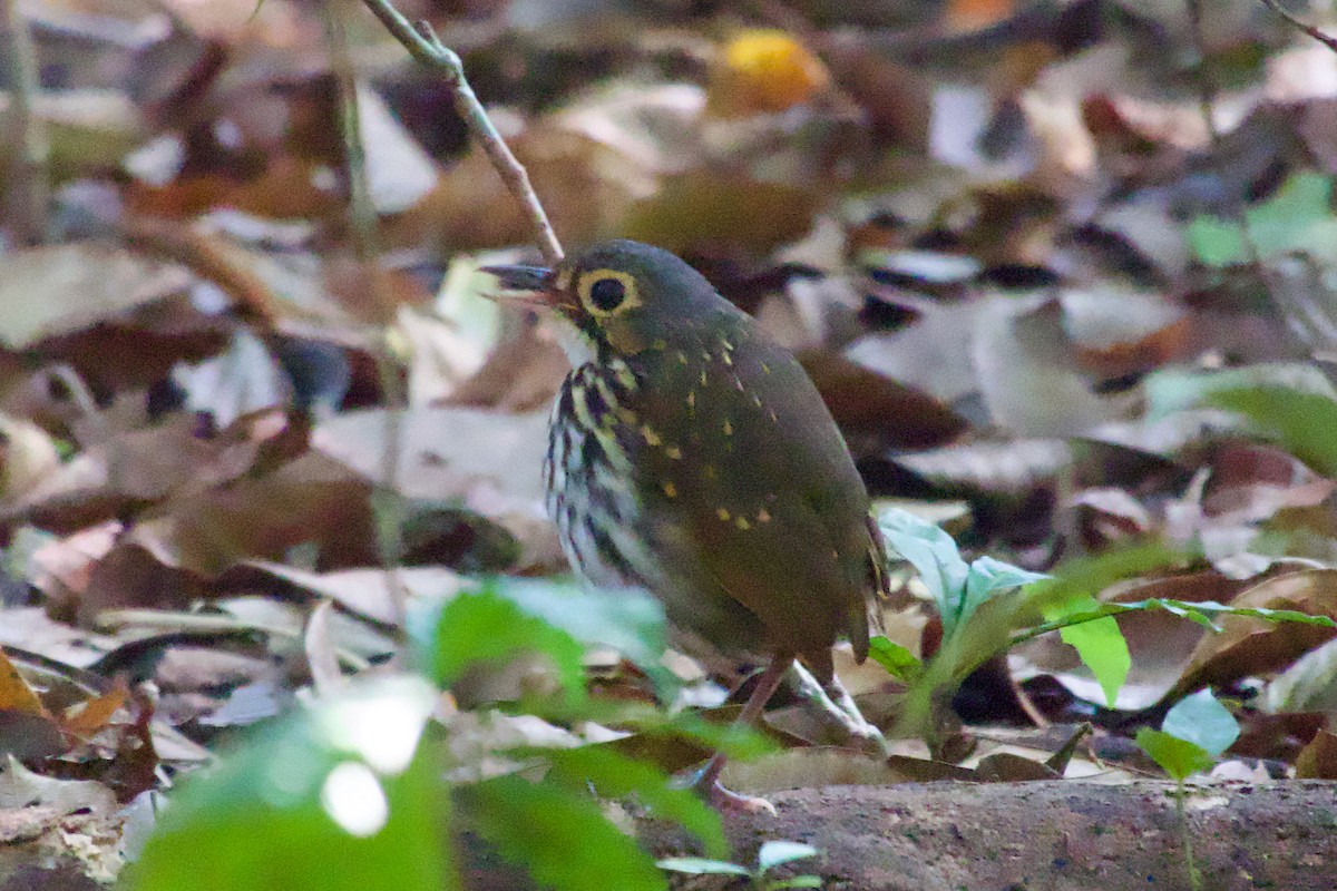 Streak-chested Antpitta - ML638248555