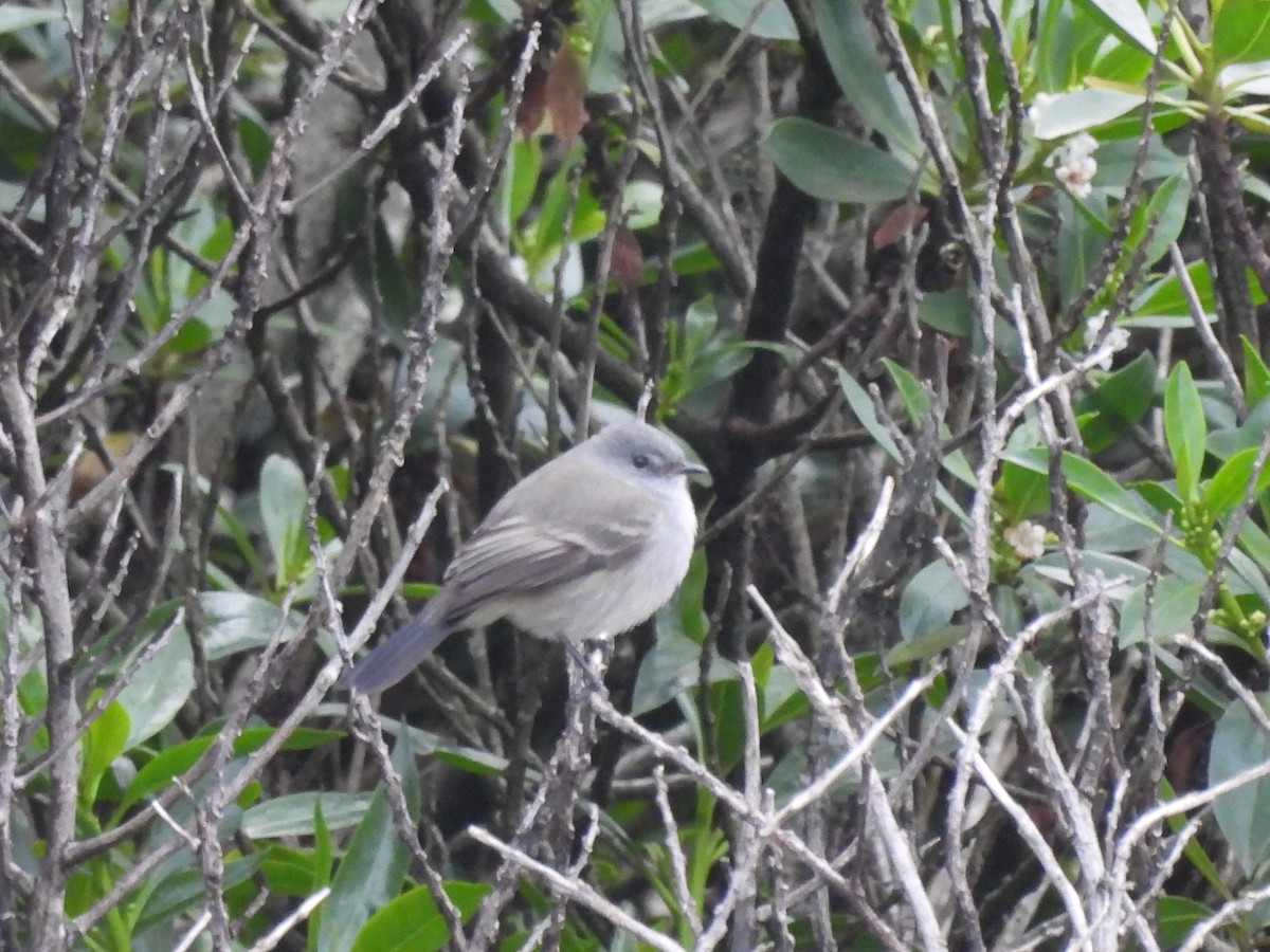 Sooty Tyrannulet - ML638248568