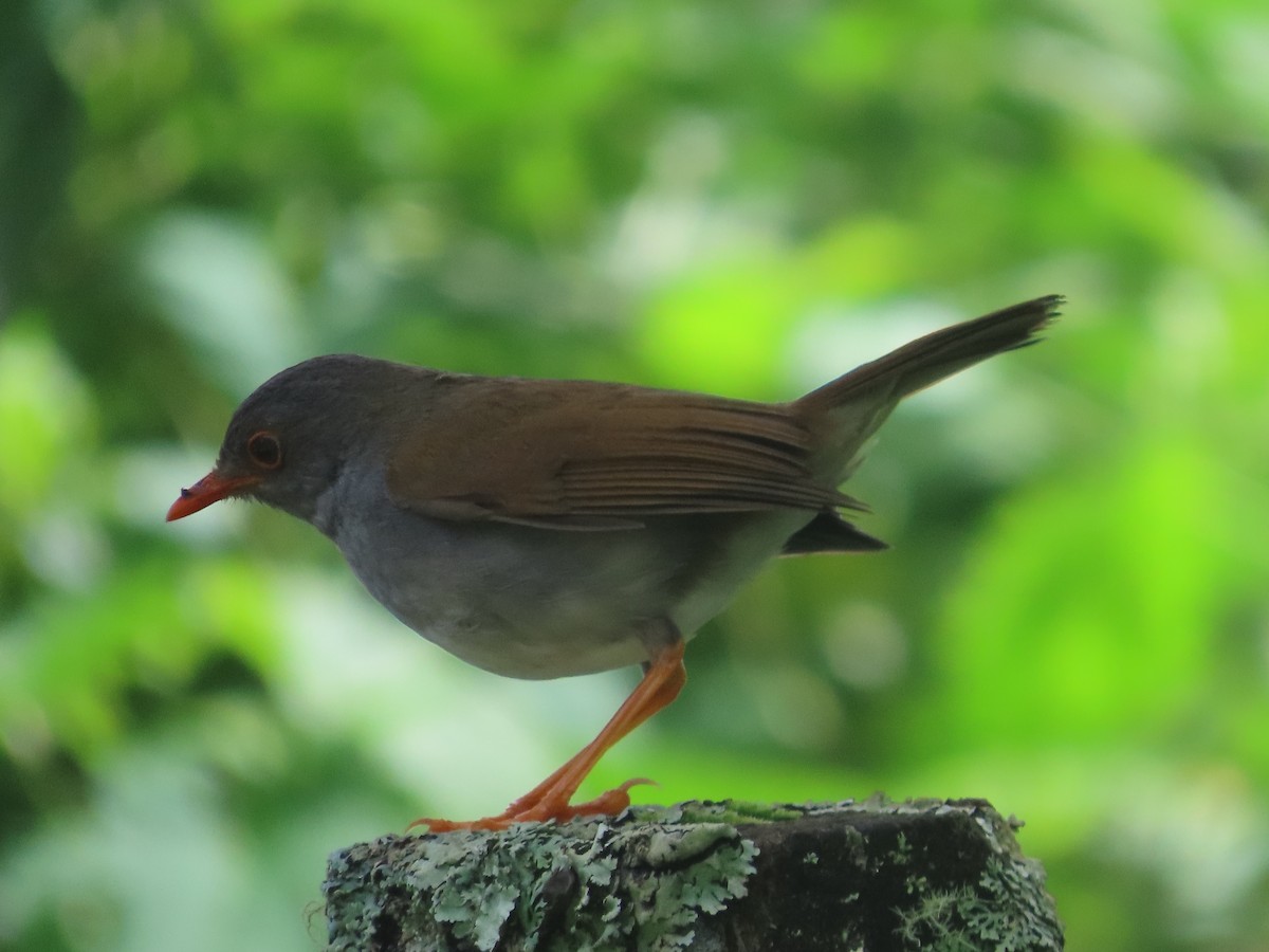 Orange-billed Nightingale-Thrush (Gray-headed) - ML638248573