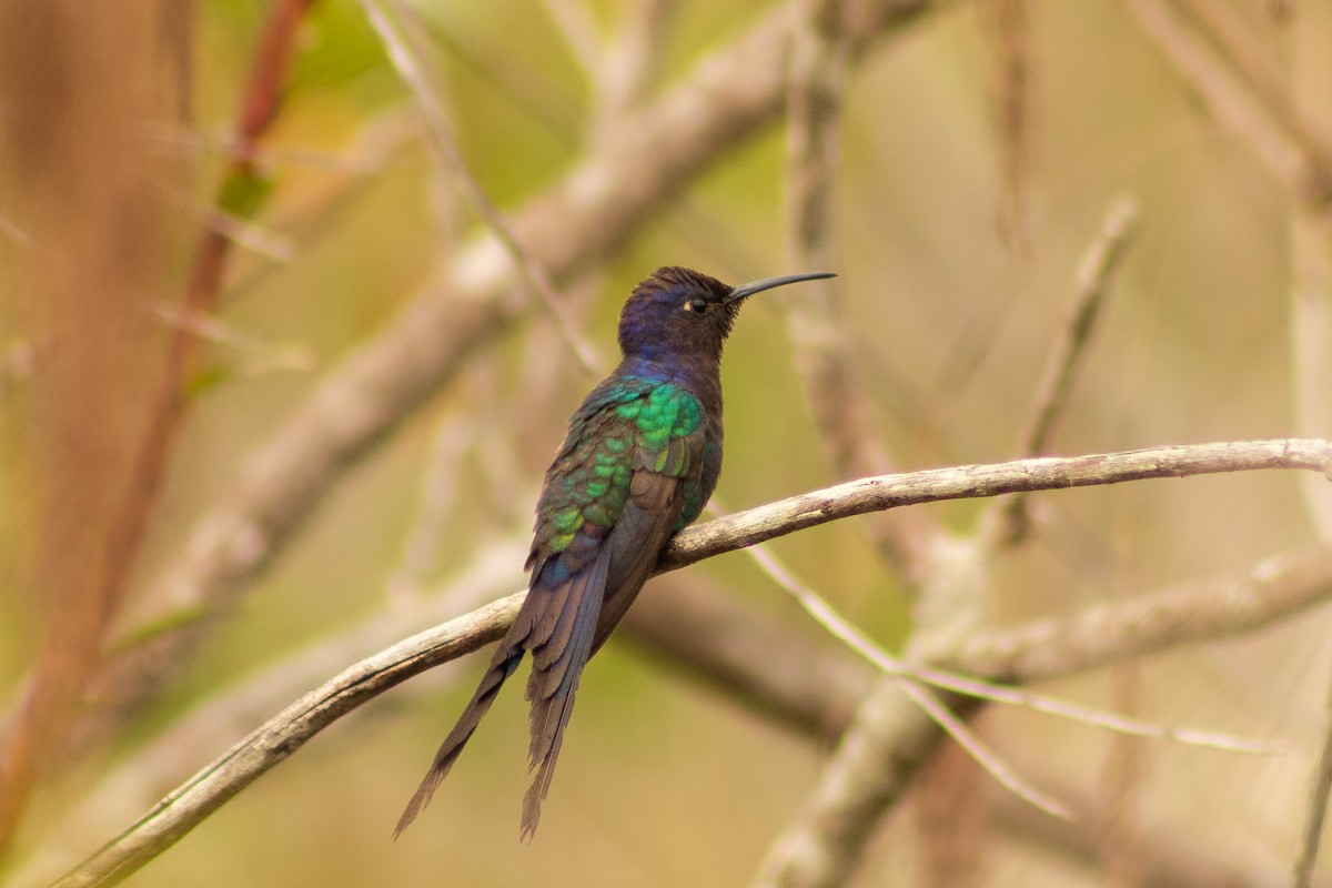 Swallow-tailed Hummingbird - ML638248577
