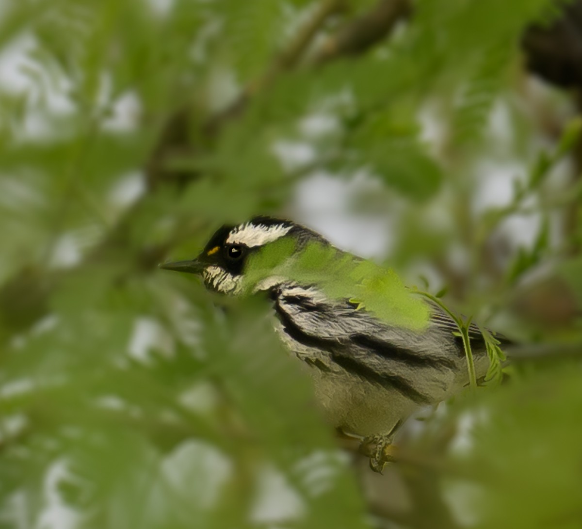 Black-and-white Warbler - ML638248588