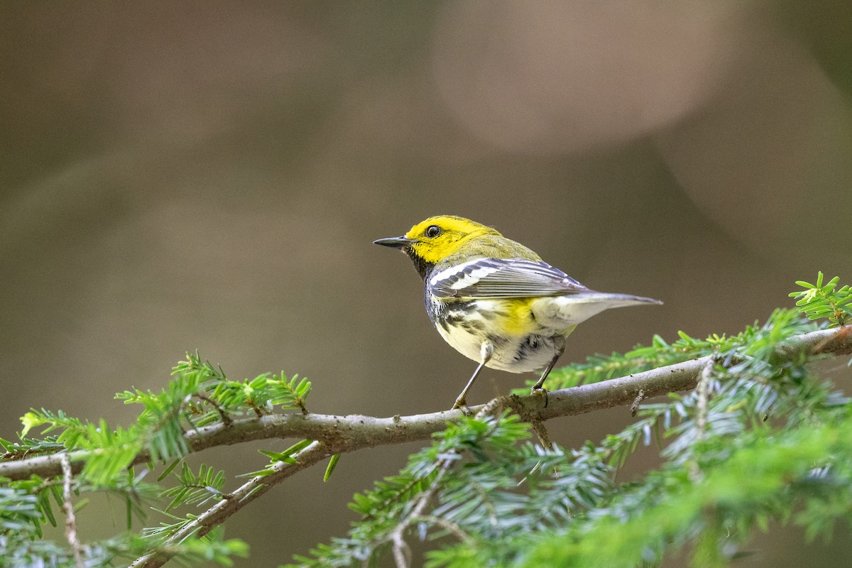 Black-throated Green Warbler - ML638248595