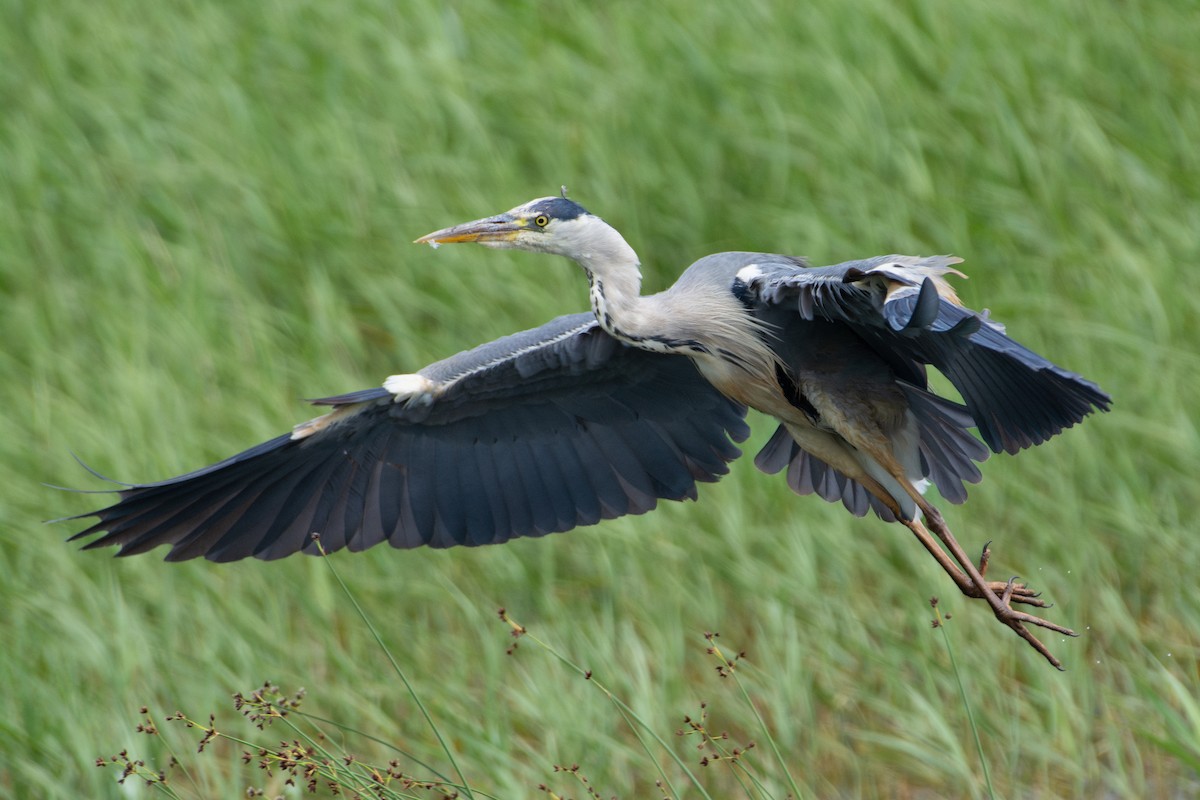 Gray Heron - ML638248602