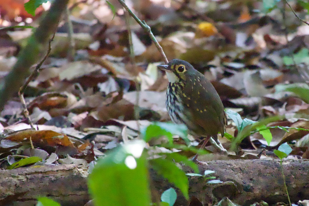 Streak-chested Antpitta - ML638248604