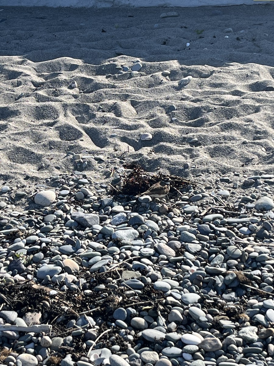 Killdeer - ML638248605