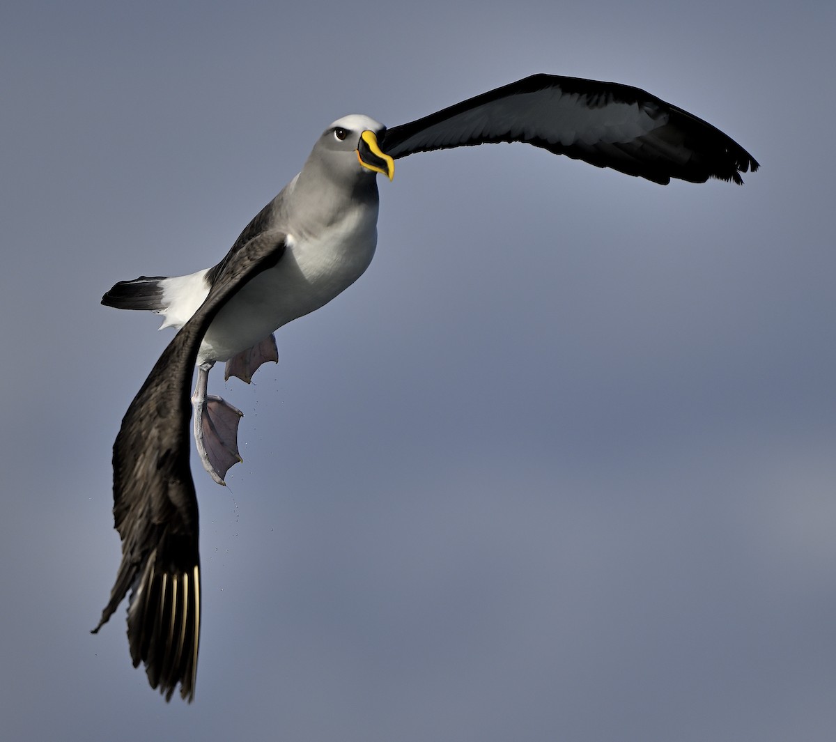 Buller's Albatross - ML638248617