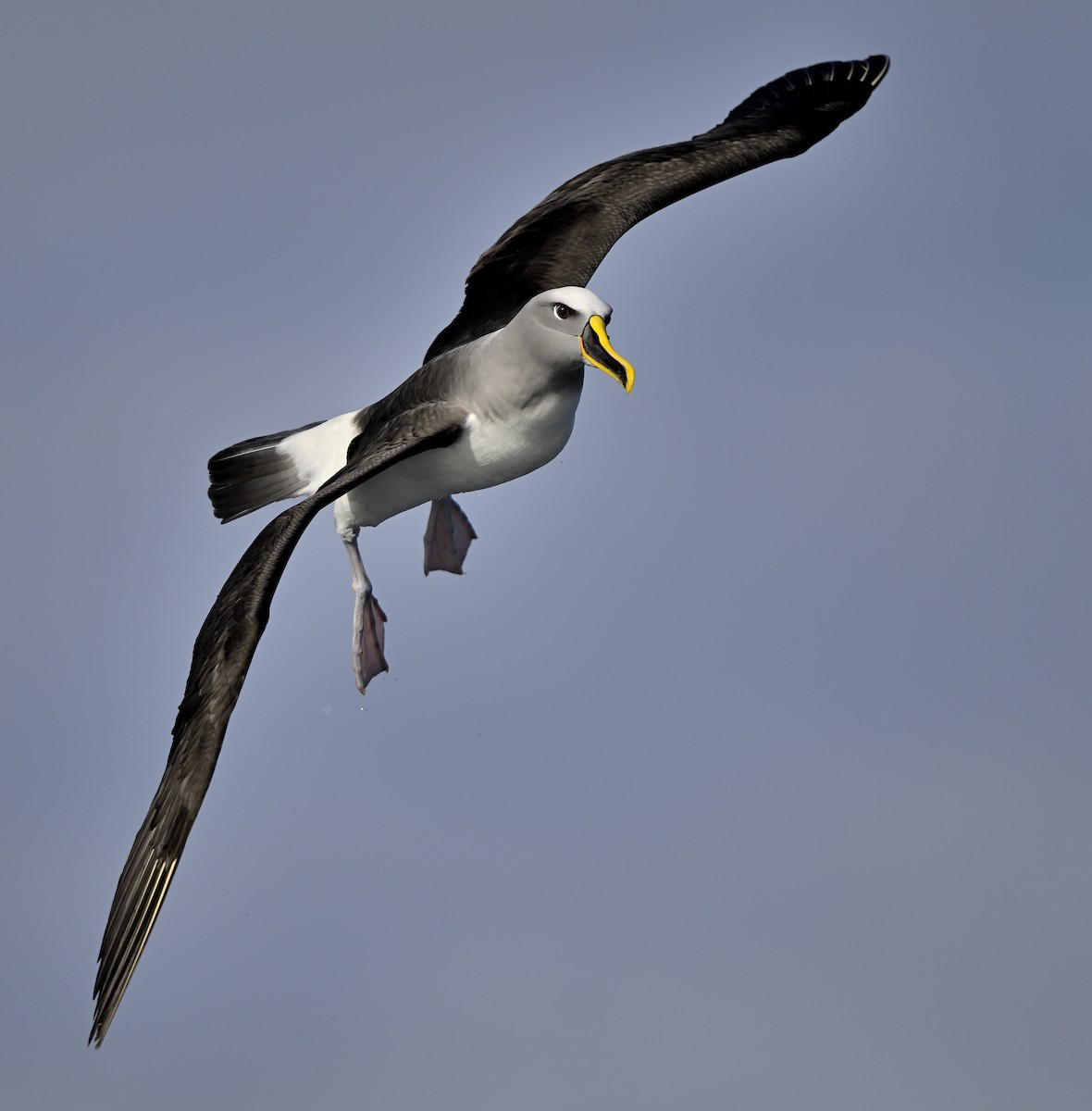 Buller's Albatross - ML638248618