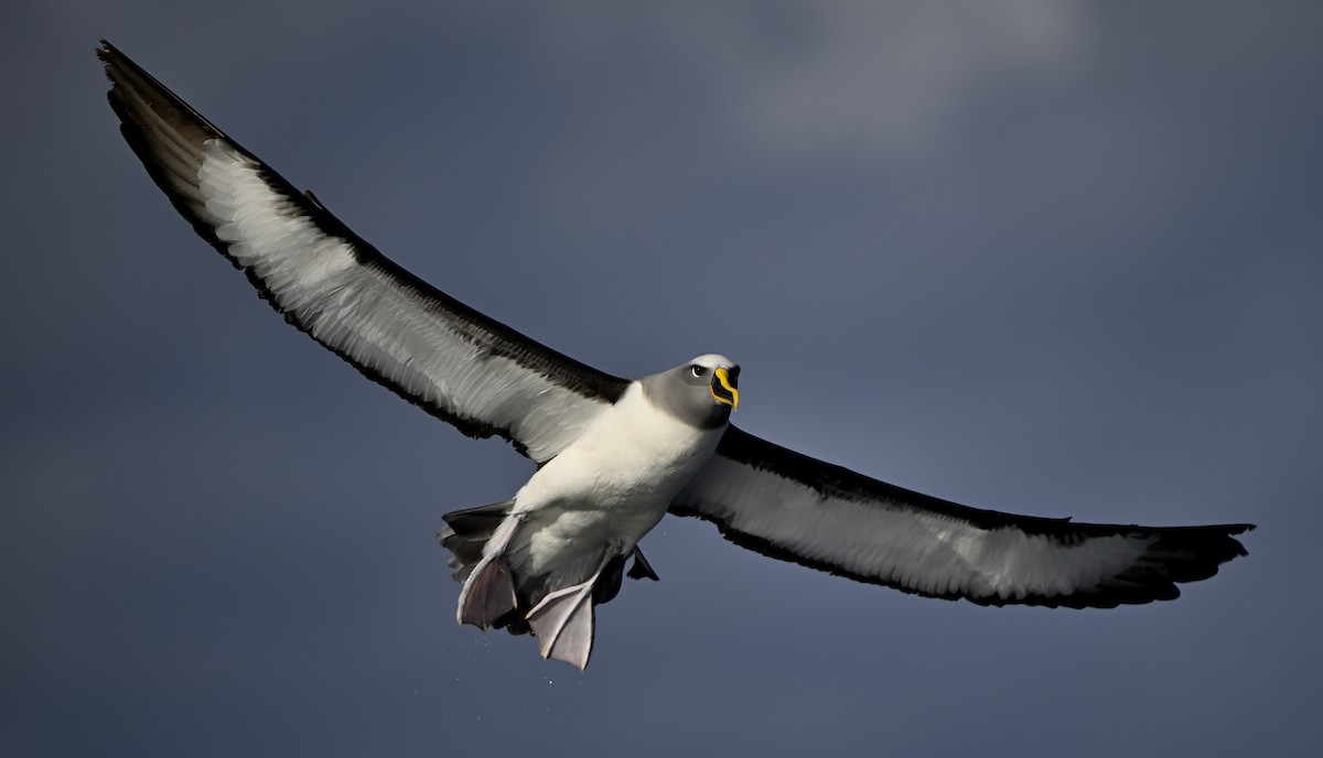 Buller's Albatross - ML638248619