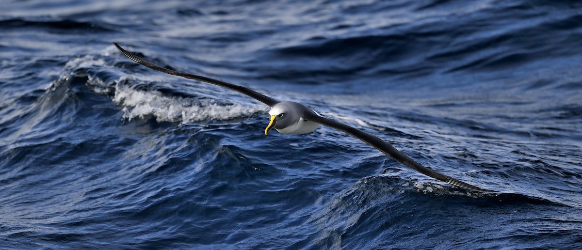Buller's Albatross - ML638248626