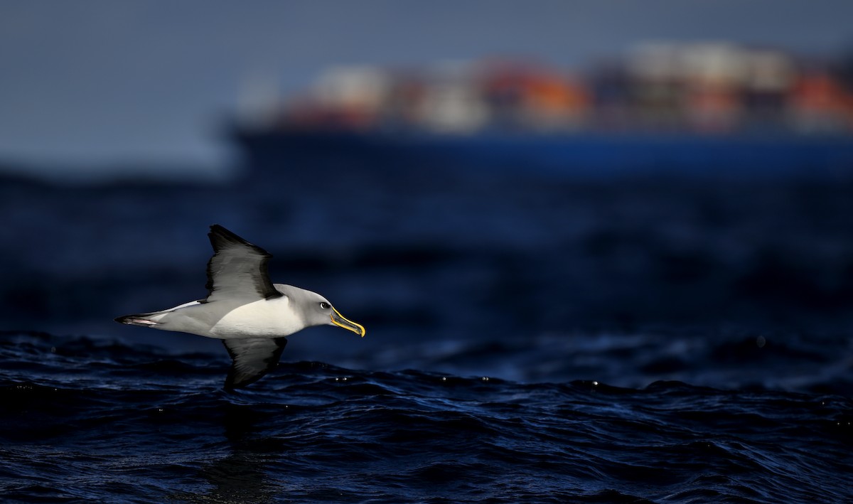 Buller's Albatross - ML638248627