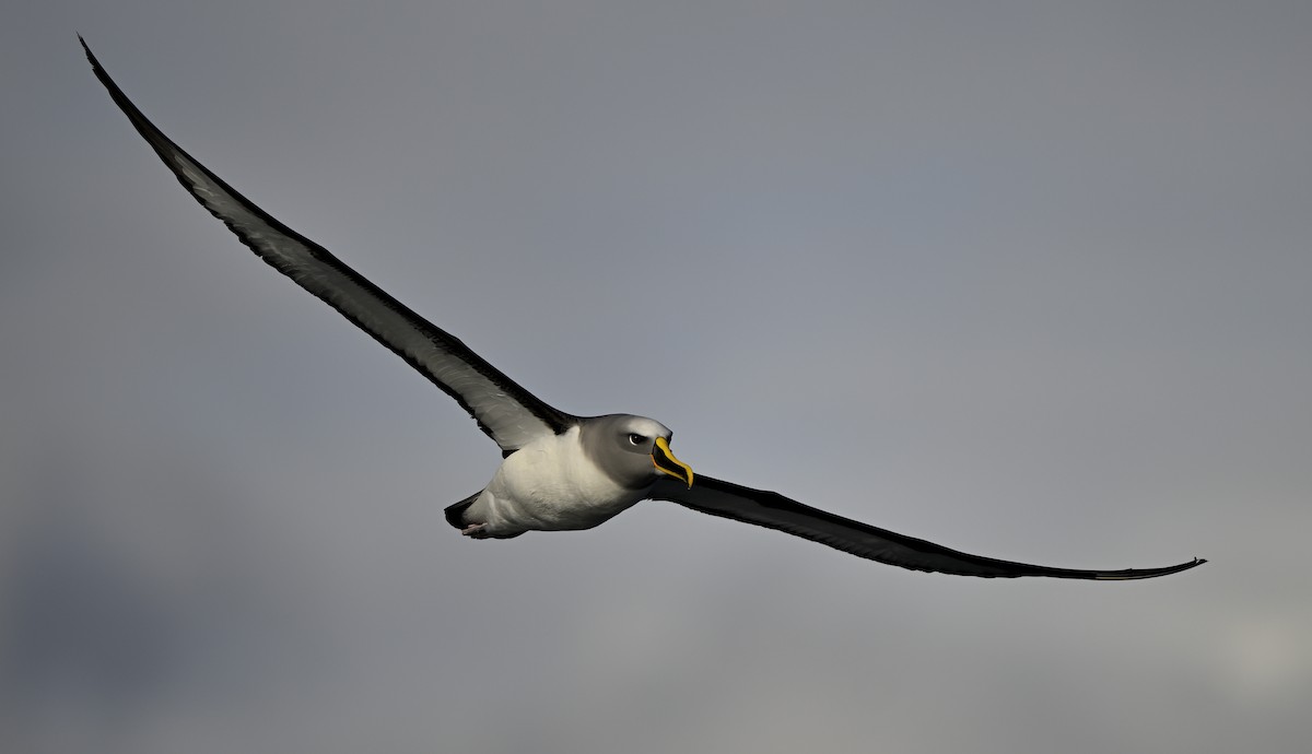 Buller's Albatross - ML638248628