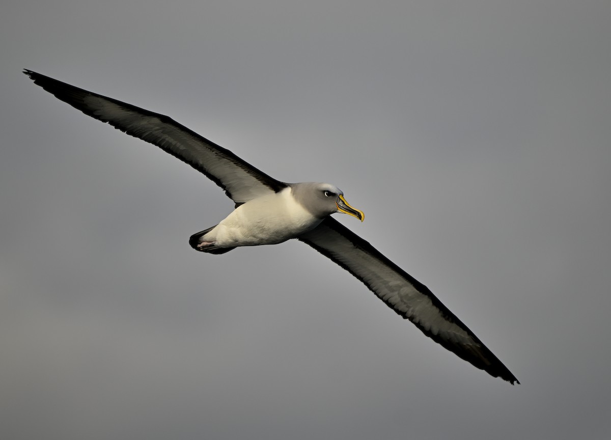 Buller's Albatross - ML638248629