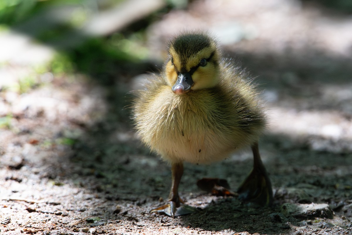 Mallard - ML638248631