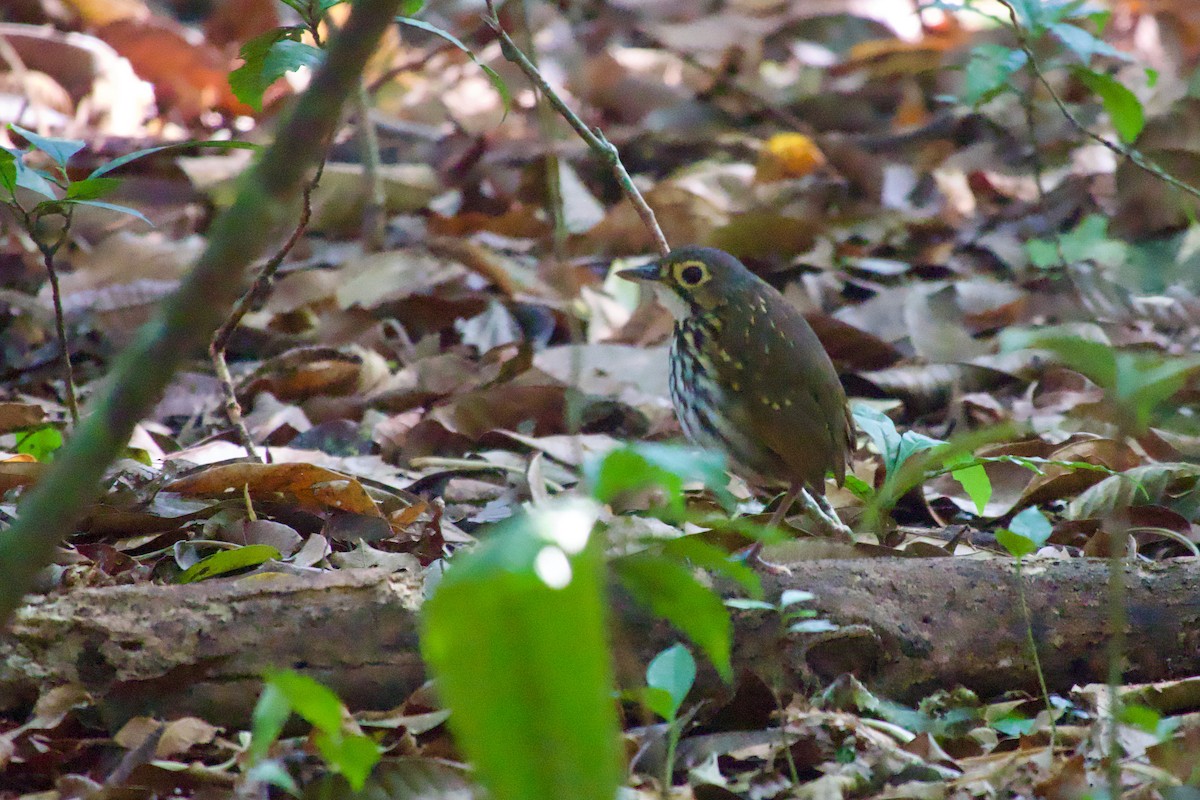 Streak-chested Antpitta - ML638248637