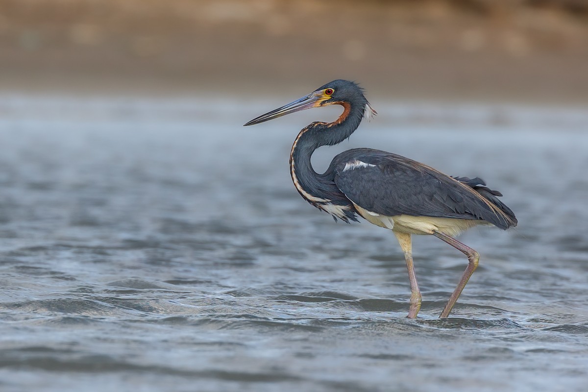 Tricolored Heron - ML638248641