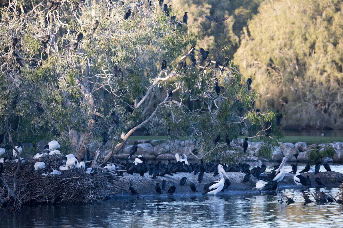 kormorán australský - ML638248670